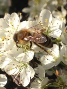 Apiculteur - abeille - Chez l’Or de la Ruche, nous fournissons des résultats d’exception dans trois secteurs d’activité clés : les Essaims, la Pollinisation et le Miel.