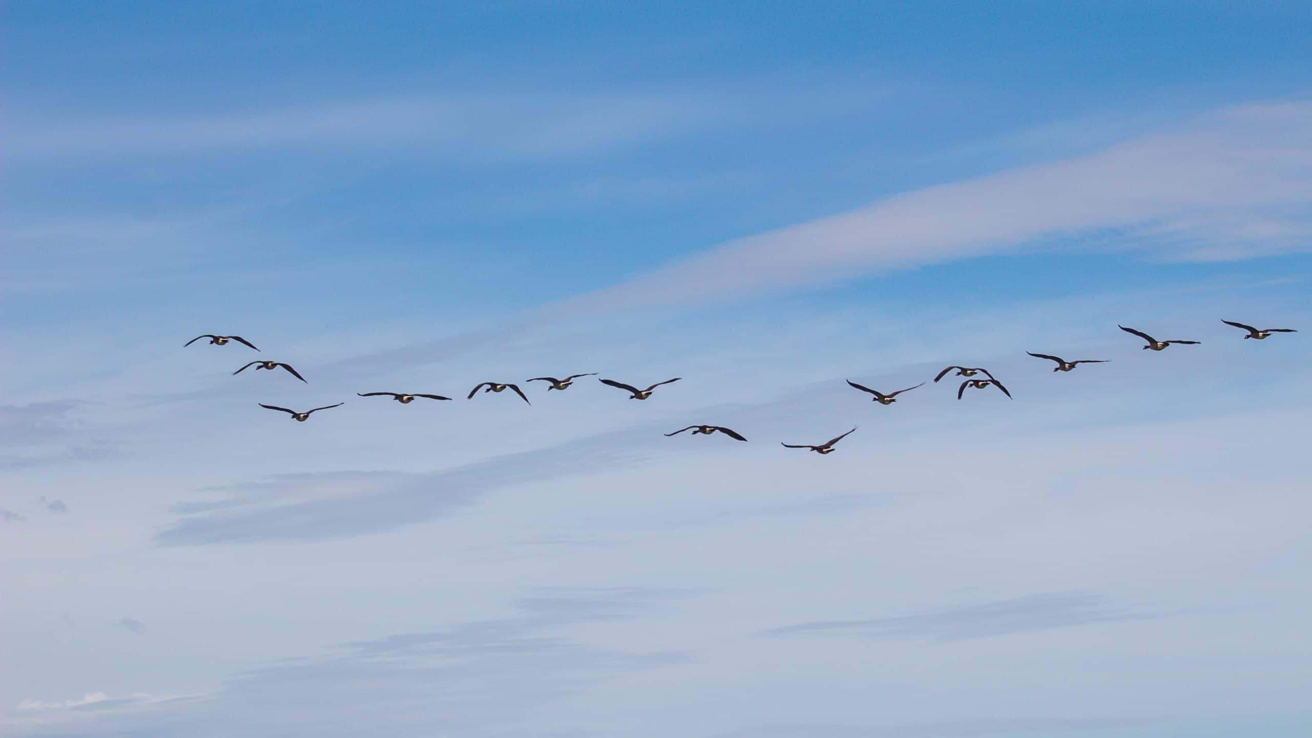 migration des oies sauvages, actions, ateliers pédagogiques, association zone 5