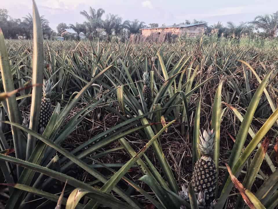 photo association zone 5 au bénin, champs d'ananas, permaculture