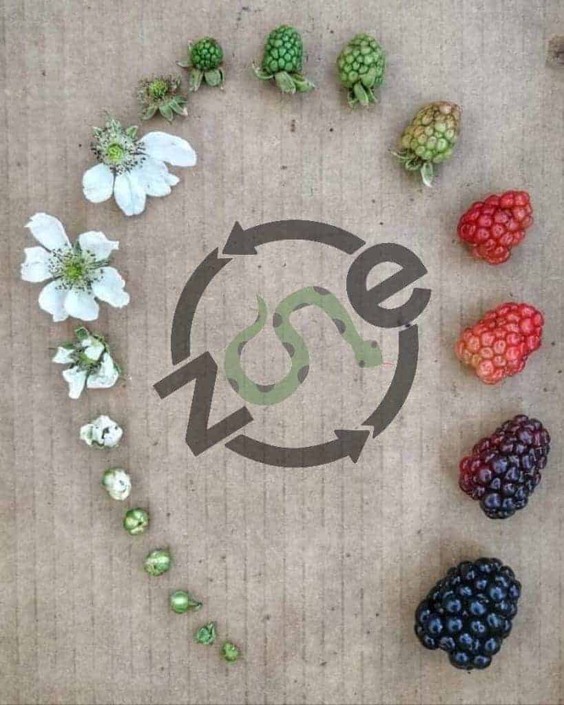 évolution d'une mure le fruit avec logo zone 5