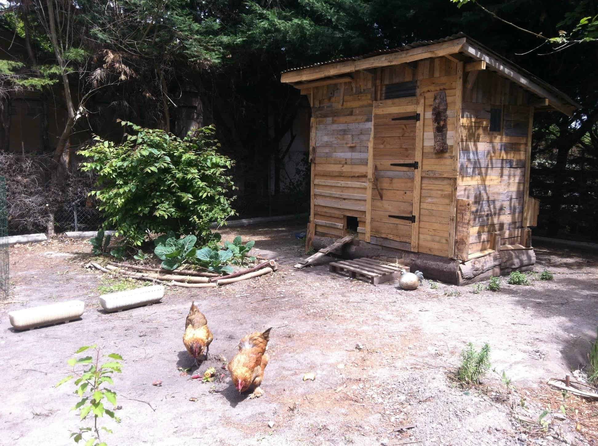 You are currently viewing Les avantages de faire un jardin en permaculture avec des poules pondeuses