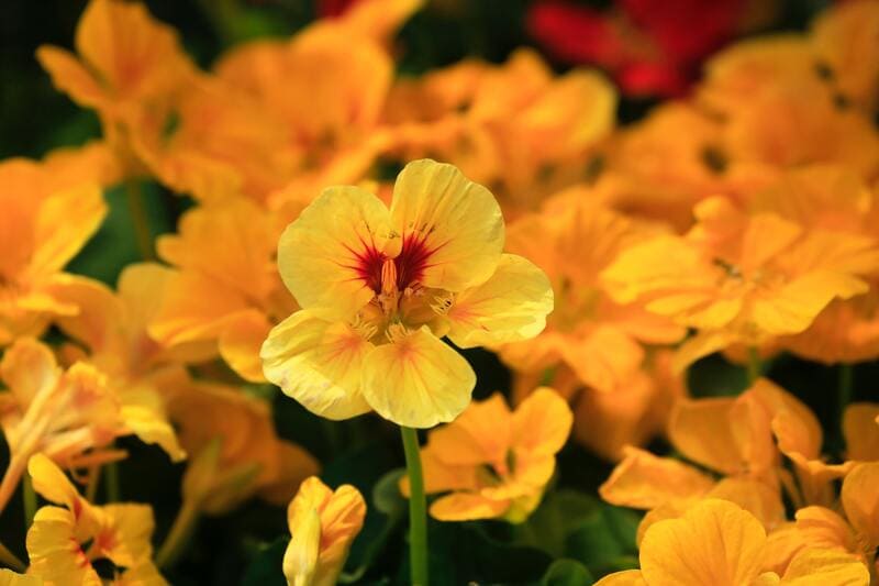 La capucine, une fleur intégralement comestible