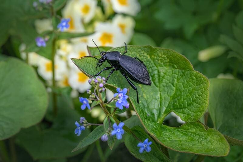 Les insectes jouent un rôle important au jardin Liège