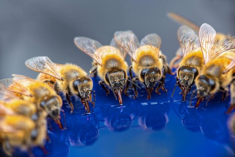 insectes en train de boire de l'eau