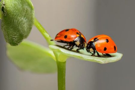 Comment les insectes sont-ils utiles au jardin ?