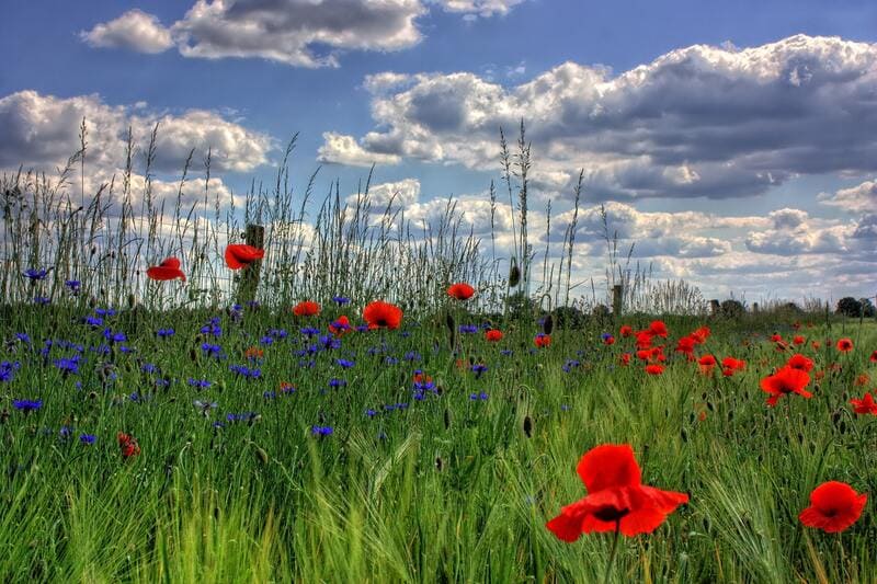 champ de coquelicots comestibles