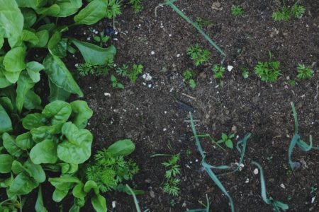 Découvrez comment cultiver un potager à l’ombre en permaculture