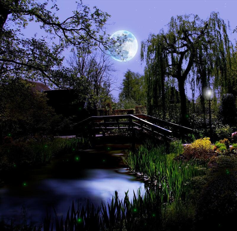 jardin la nuit pendant la pleine Lune