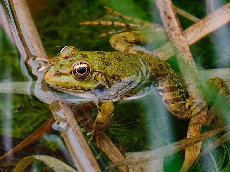 Grenouille dans une mare naturel permaculture