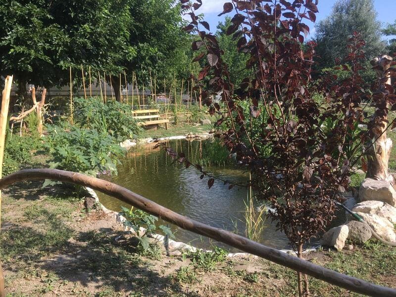 You are currently viewing Une Mare Naturelle Dans Mon Jardin | Geste Pour La Biodiversité