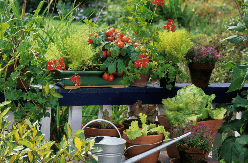 You are currently viewing Comment installer un mini jardin en permaculture sur un balcon ? Astuces et conseils pratiques