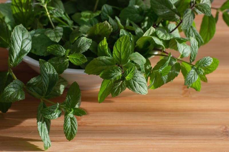 planter des plantes aromatiques sur un balcon