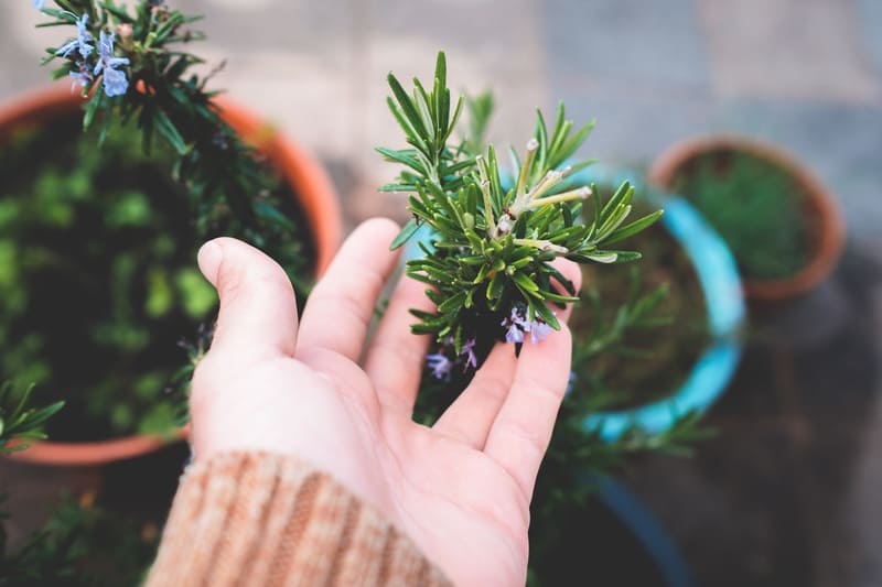 Prendre soin des plantes