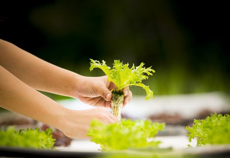 planter une salade en aquaponie
