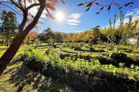Comment créer un jardin mandala en permaculture ? 