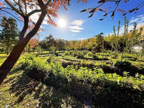 You are currently viewing Comment créer un jardin mandala en permaculture ? 