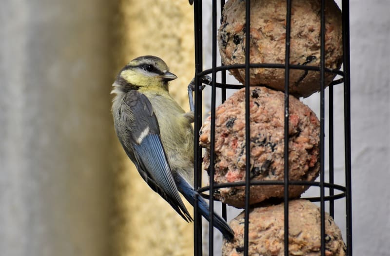 Boules de graisse aux graines, un geste pour les oiseaux