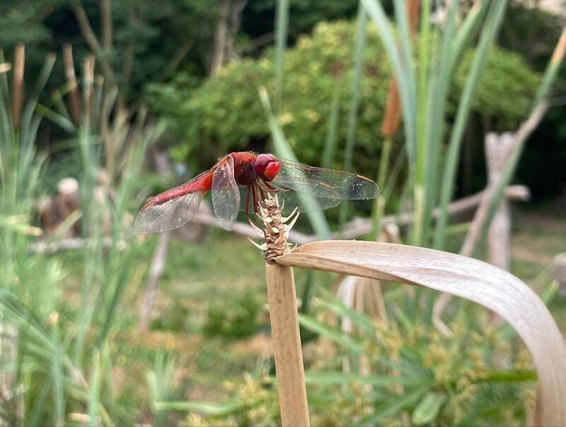 libellule rouge dans un jardin permacole