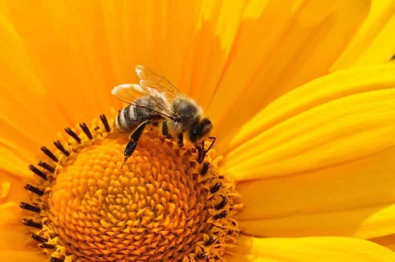 une abeille sur une fleur