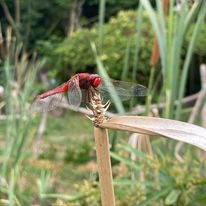 libellule rouge