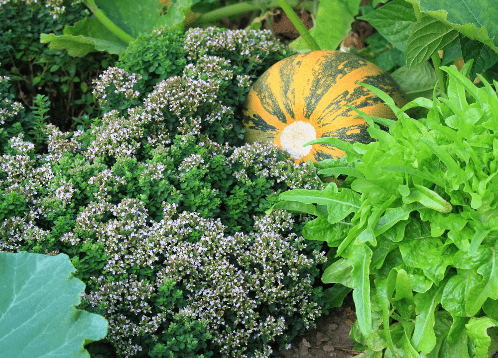 Association de plantes dans un potager - © Canva