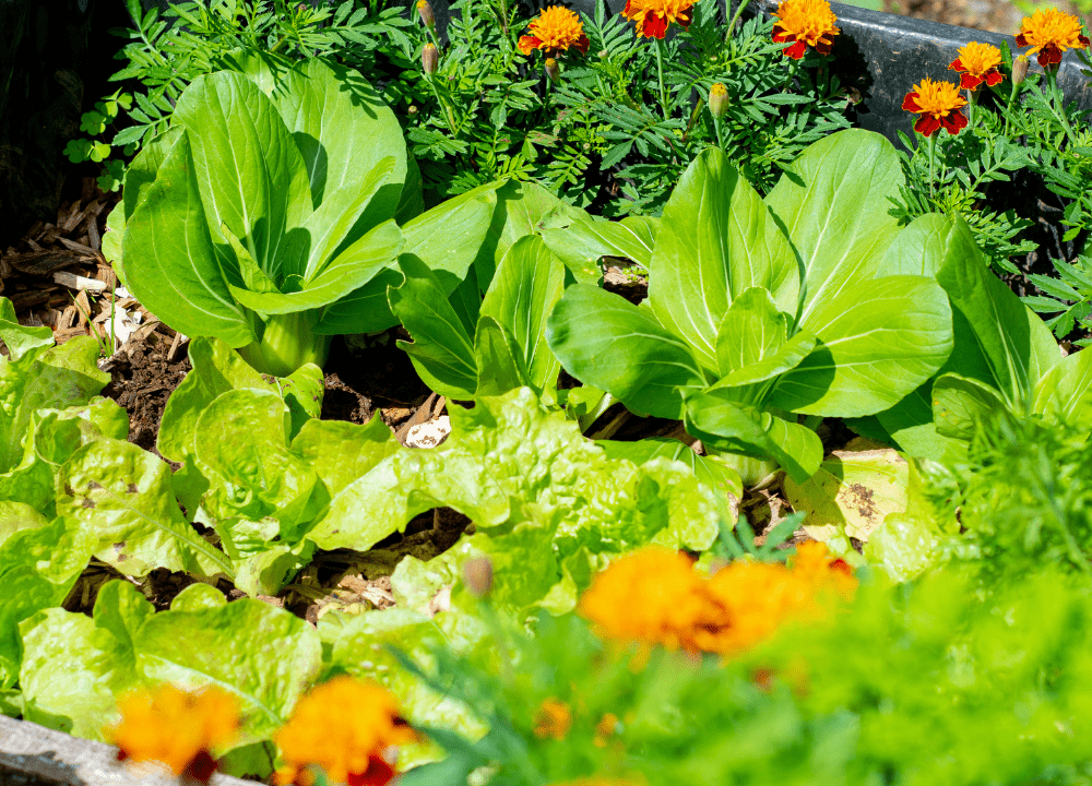 association de plantes et de fleurs : soucis, oeillet d'inde, salade, radis