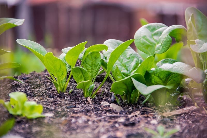 feuille d'épinard en pleine terre