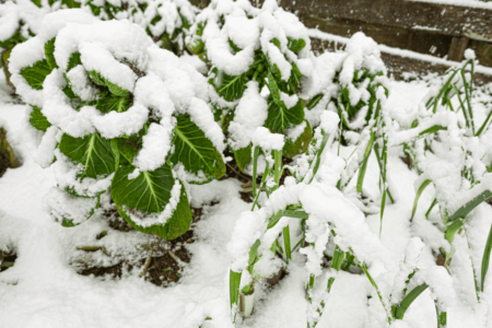 Les cultures d’hiver en permaculture