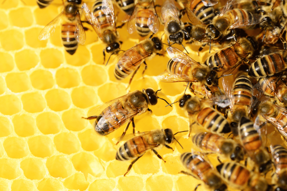 des abeilles en train de déposer le polen récolté dans la ruche en ville