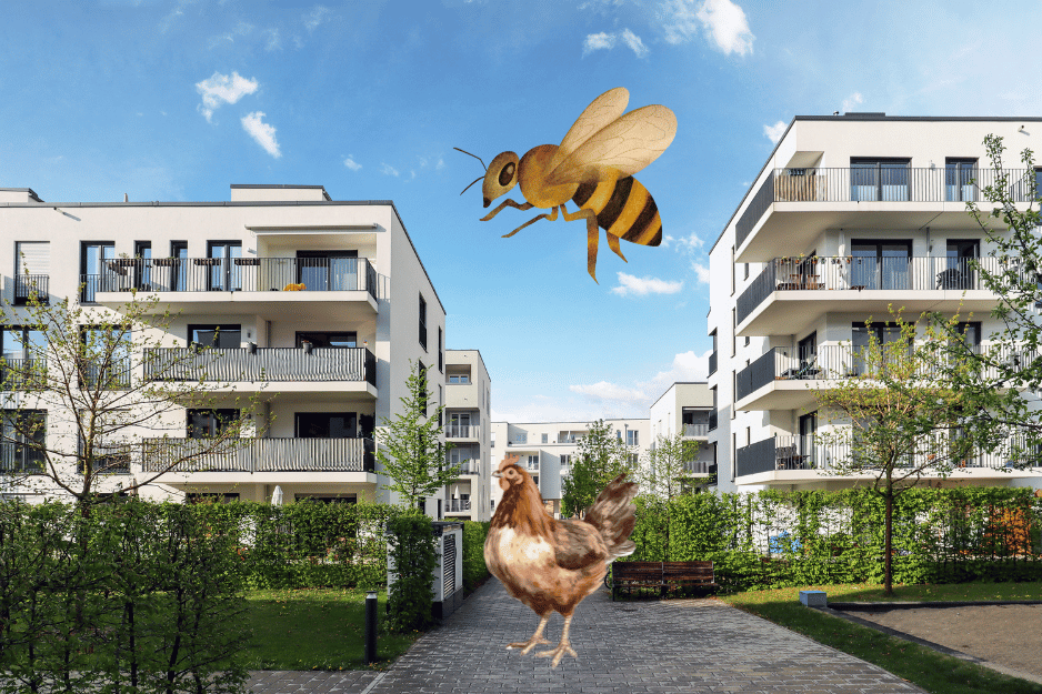 You are currently viewing Poules, ruches et écologie urbaine, la recette pour une ville durable et connectée à la nature !