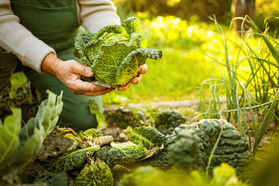un jardinier qui cueille un choux vert dans un jardin permacole