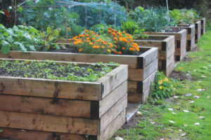 carré potager qui utilise le principe de rotation des cultures dans un jardin permacole