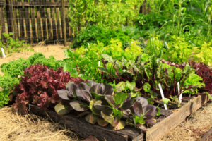 légumes feuilles et légumes racines qui sont planter en rotation des cultures dans un jardin permacole