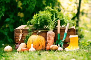 les légumes-racines qui sont planter en rotation des cultures dans un jardin permacole