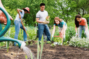 trois personne sont en train de planter des fruits et des légumes  dans un  jardin communautaire