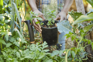 récolte collective de fruits et de légumes dans  un jardin communautaire