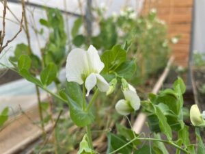 Des petits pois en fleur dans une goutière