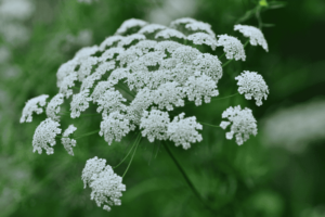 Ammi, plante perpétuelle dans un jardin permacole