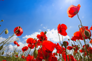 coquelicot, plante perpétuelle dans un jardin permacole