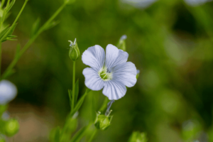 lin , plante perpétuelle dans un jardin permacole