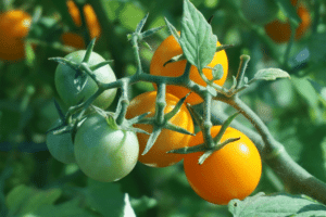 Un champ de tomate dans un jardin en permaculture