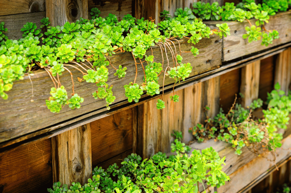 un jardin vertical avec du persil fait à base de palettes