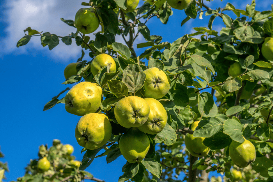 Cognassier dans un jardin permacole