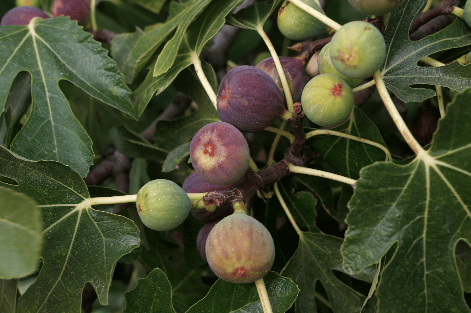 Figuier dans un jardin permacole