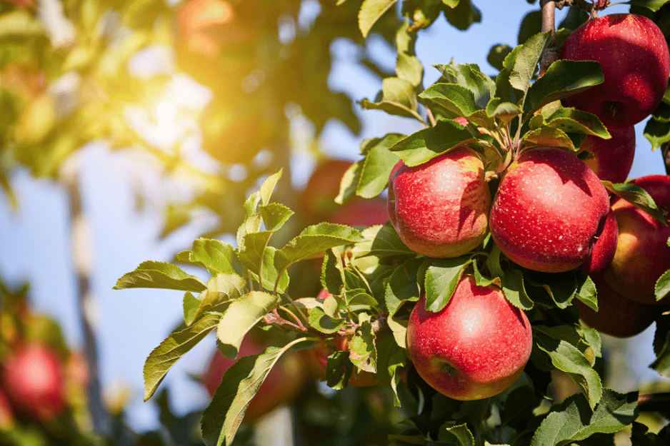 pommier dans un jardin permacole