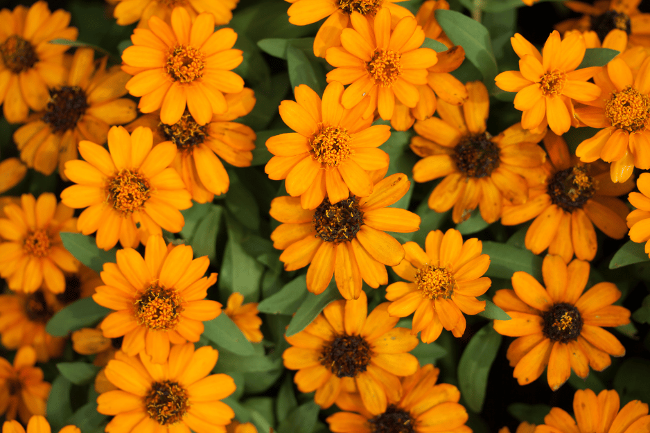 plan de calendula orange