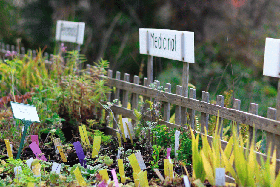 jardin de plantes médicinales