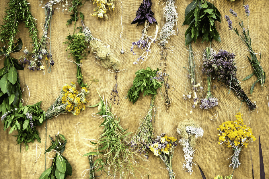 un plan de travail avec diverses plantes médicinales qui sèchent