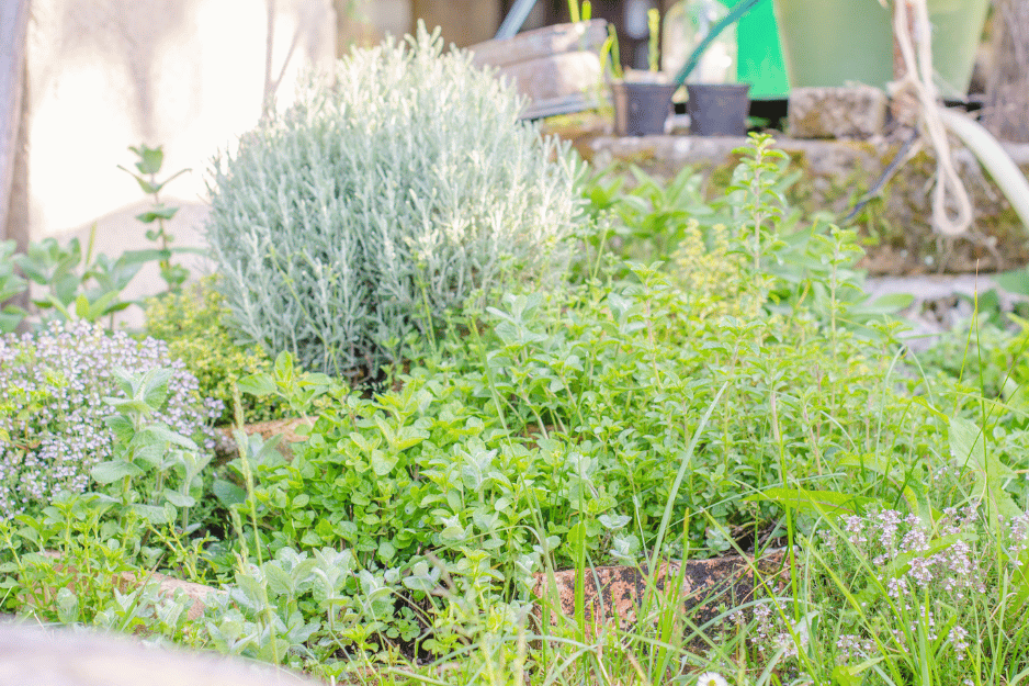 jardin de plantes médicinales