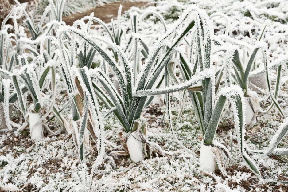 champs avec des poireaux en hiver sous la neige